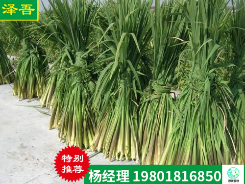 茭白