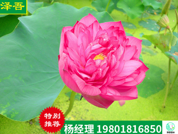精品豔陽天
