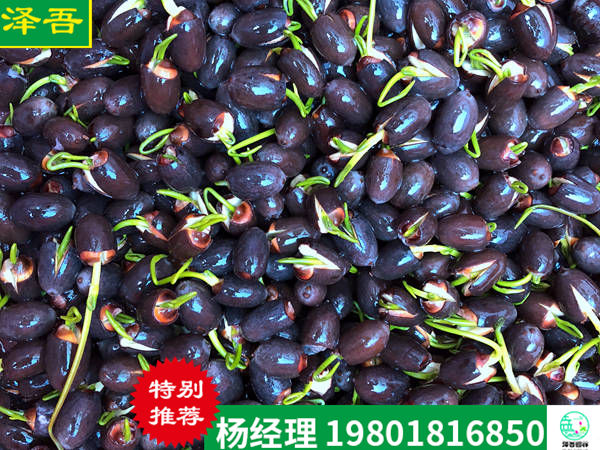 荷花(huā)種子