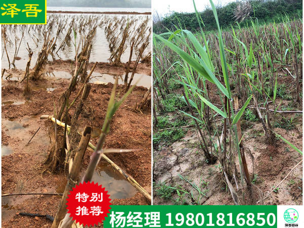 潛流濕地